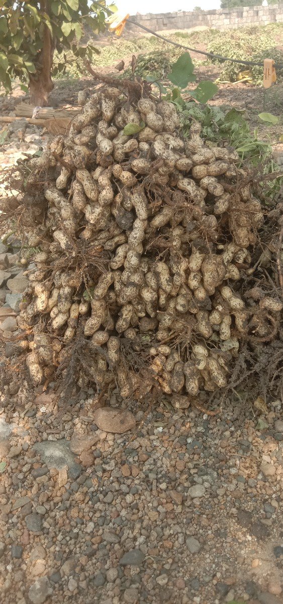 બિયારણ મગફળી વેચવાની છે