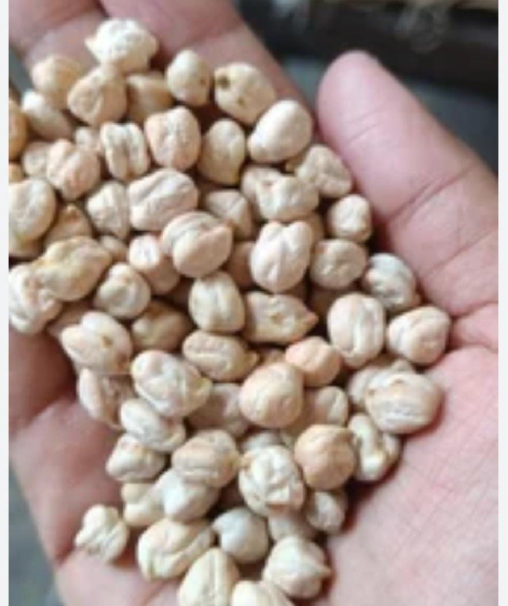 કાબુલિ ચણા ૨ નંબર વેચવાના છે.