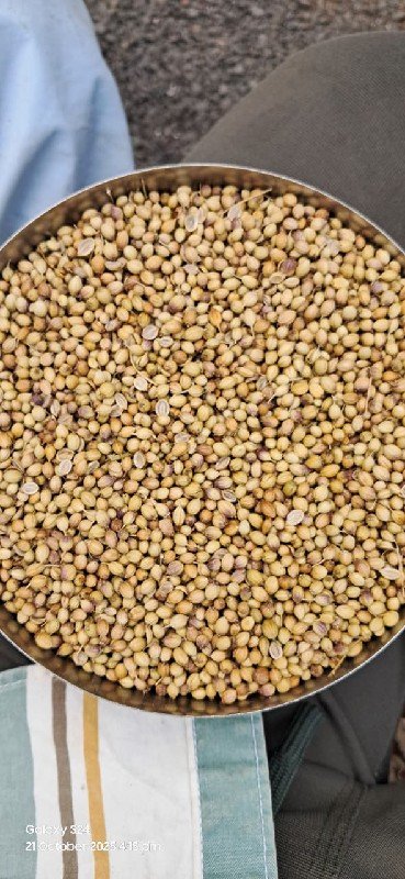 ધાણી નુ બિયારણ વેચવાનું છે