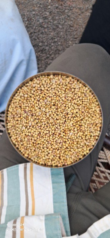 ધાણી નુ બિયારણ વેચવાનું છે