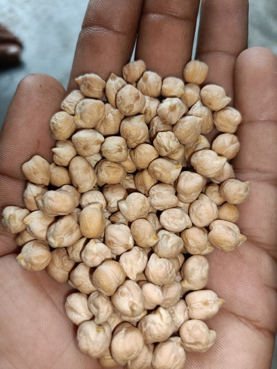 બે નંબર ચણા બિયારણ
B2 ચણા