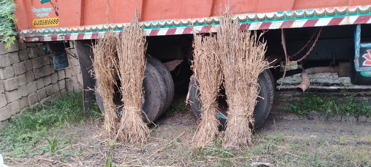 સારો વેસવાનો છે