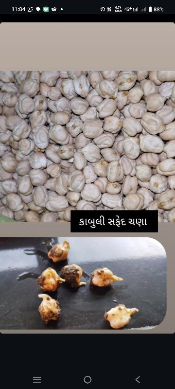 કાબુલી સફેદ ચણા