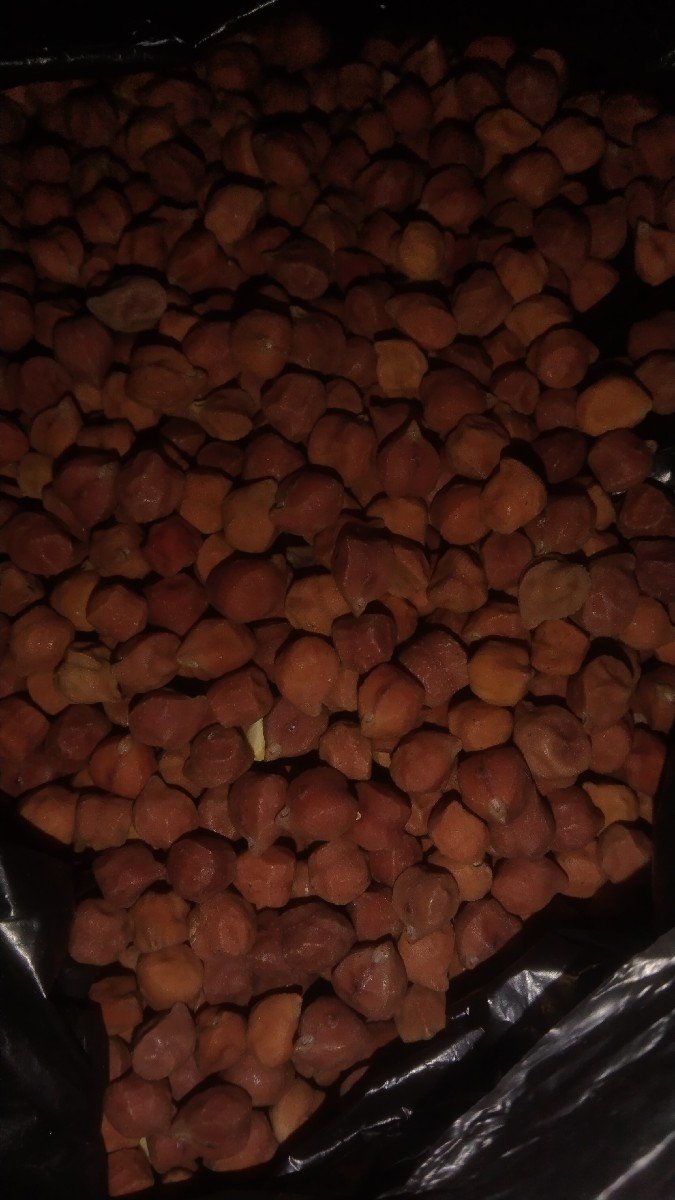 ચણા નું બીયારણ  સગનુ છે 3નંબર