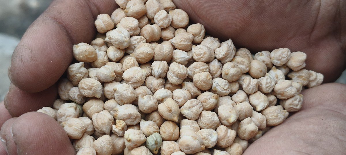 બે નંબર ચણા