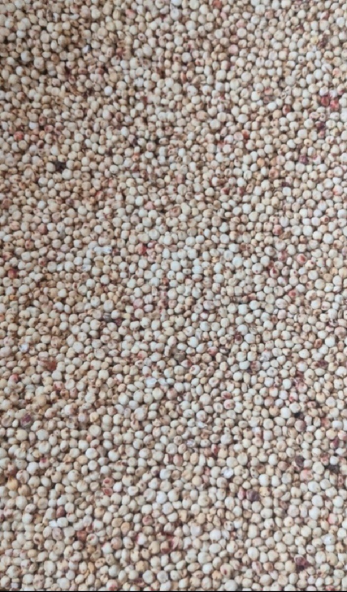 ઘેડની જુવારનુ બીયારણ