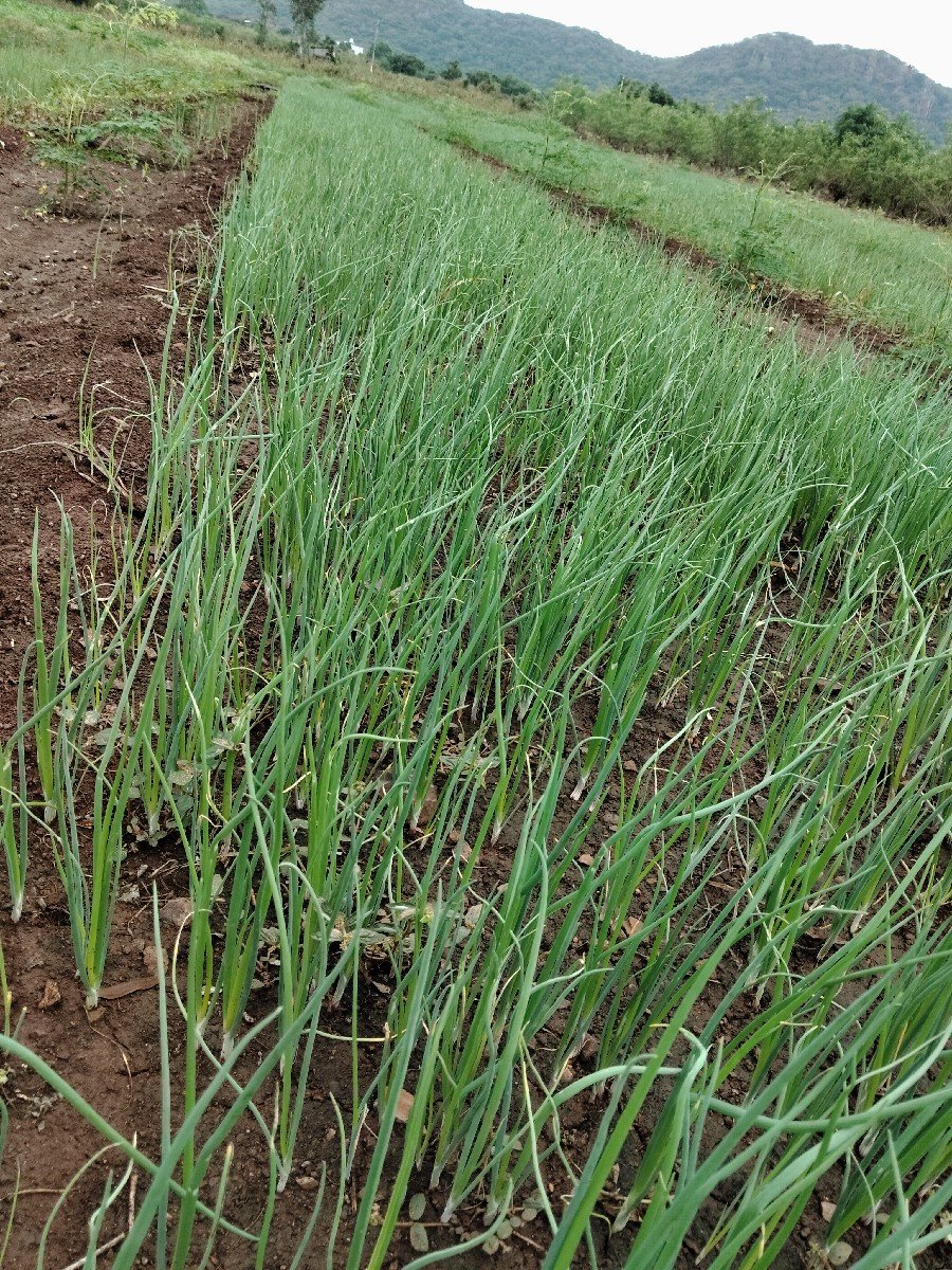 ડુંગળી રોપ વેચવા નો છે