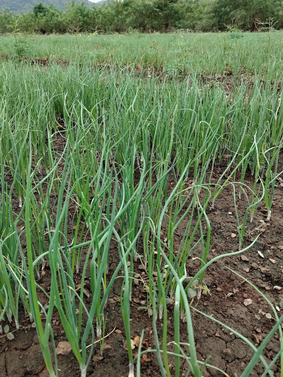 ડુંગળી રોપ વેચવા નો છે