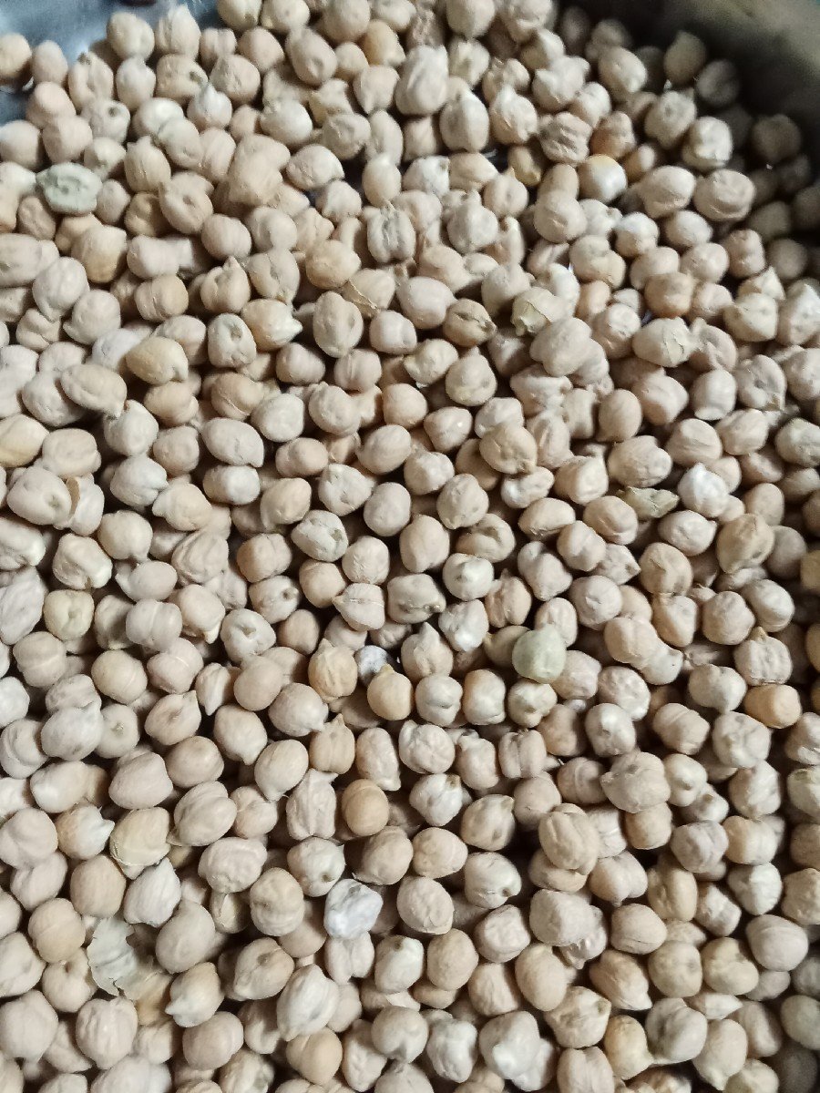 b 2 ચણા વેચવાના છે