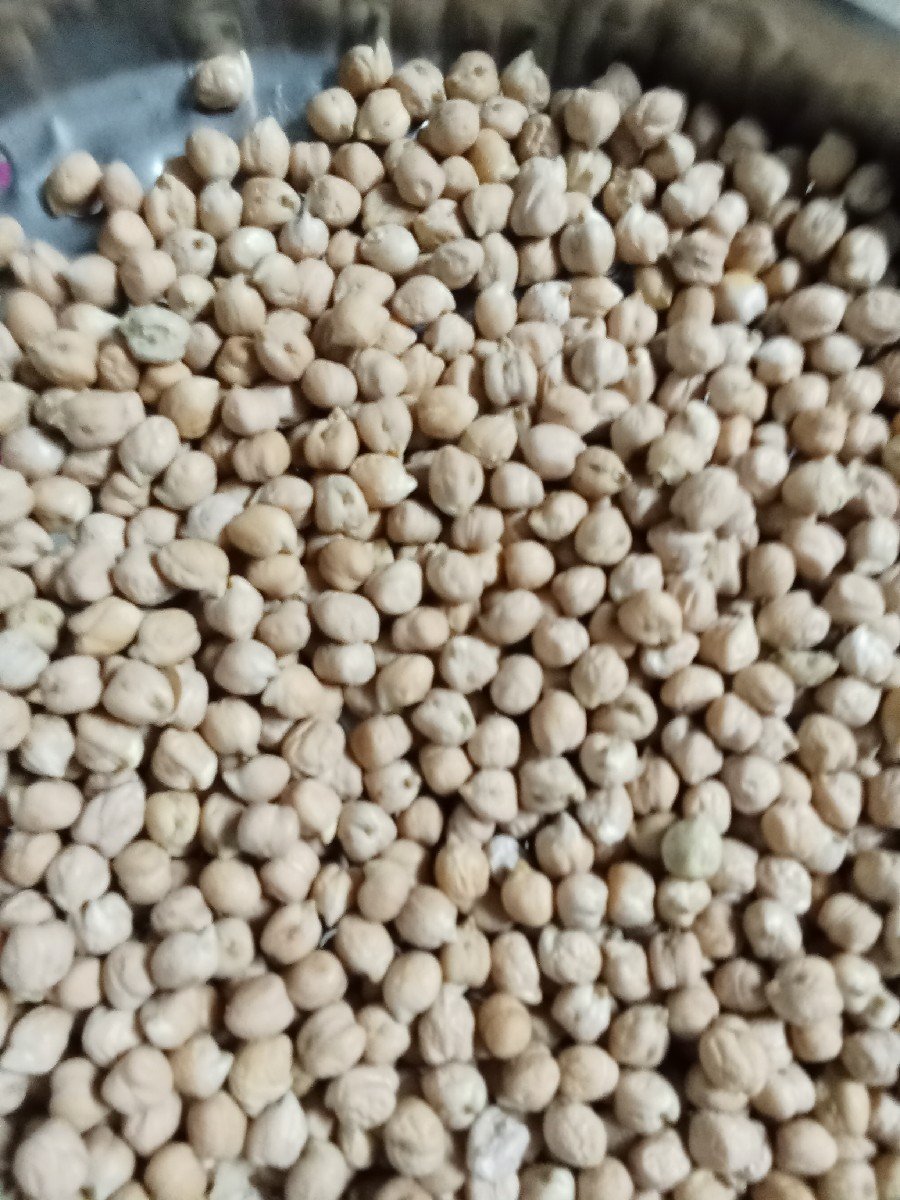 b 2 ચણા વેચવાના છે