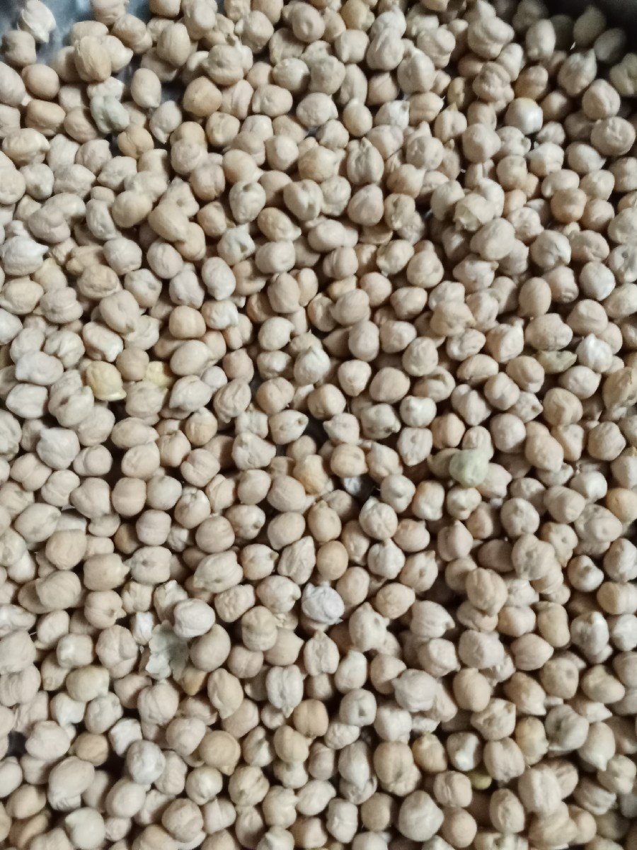b 2 ચણા વેચવાના છે