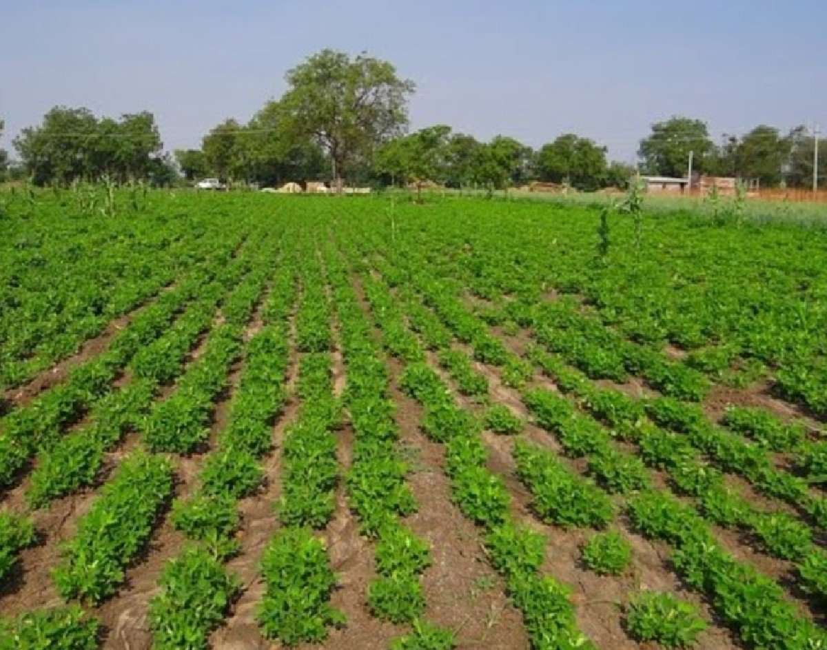 કબ્જા મેટર વાડી જમીન પ્લોટ મકાન