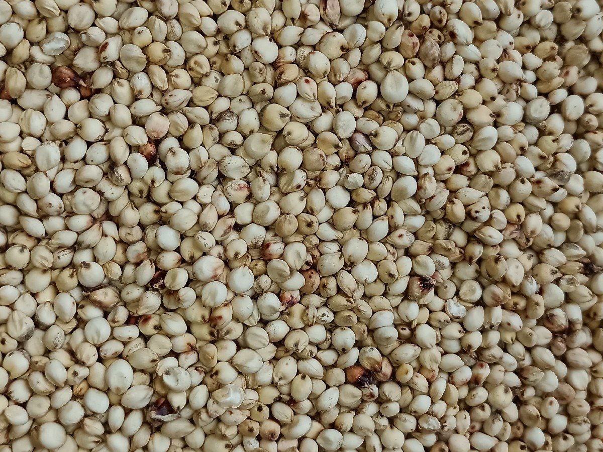 જુવાર નું બિયારણ