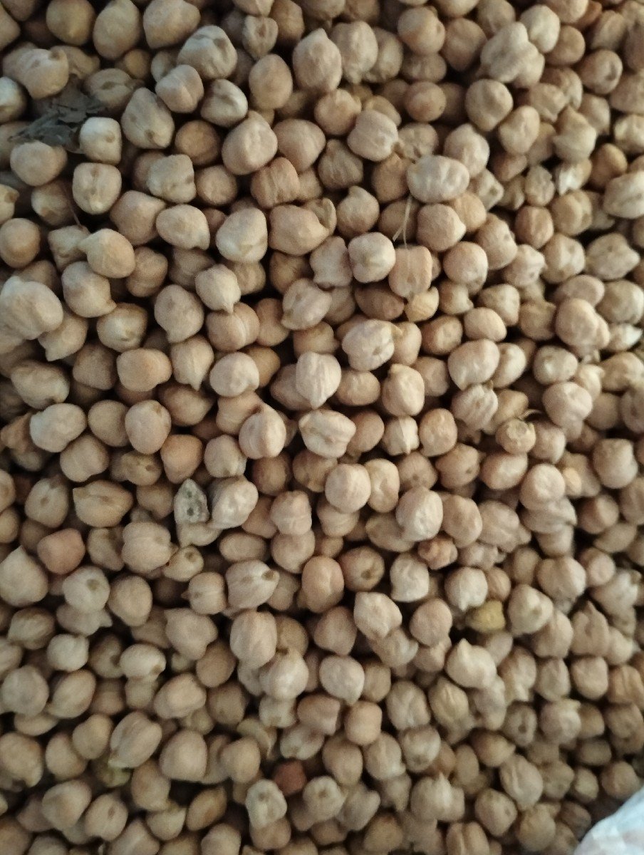 B2 ચણા વેચવાના છે.