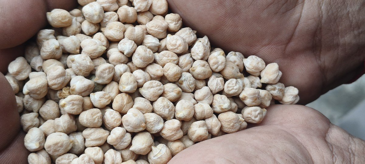 બે નંબર ચણા વેચવાના છે