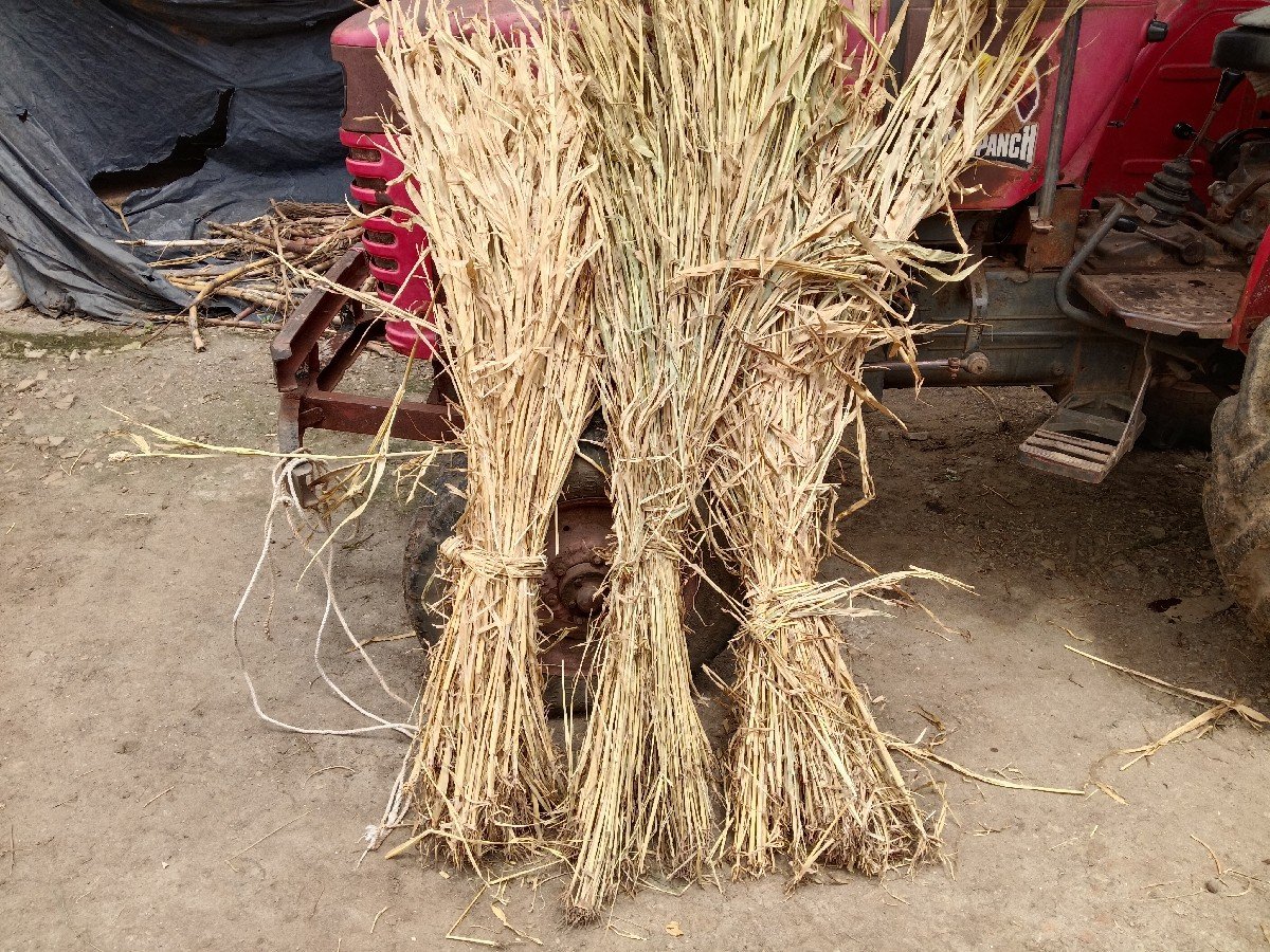 જુવારની નીરણ વેચવા ની શે કોરી 2500