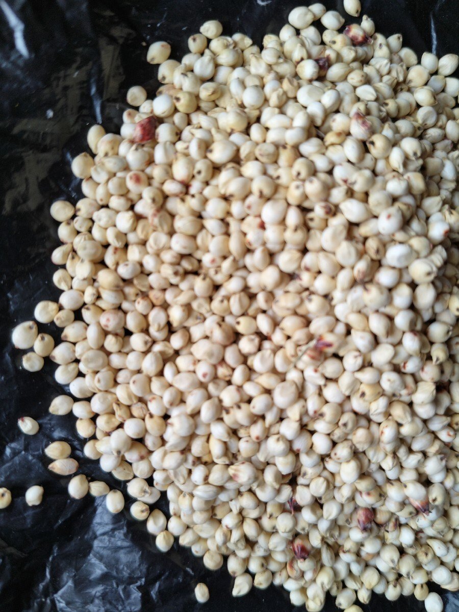 જુવાર વેચવાની છે