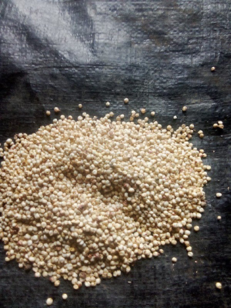 જુવાર વેસવાની છે
