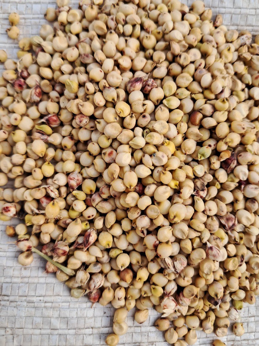 જુવાર
