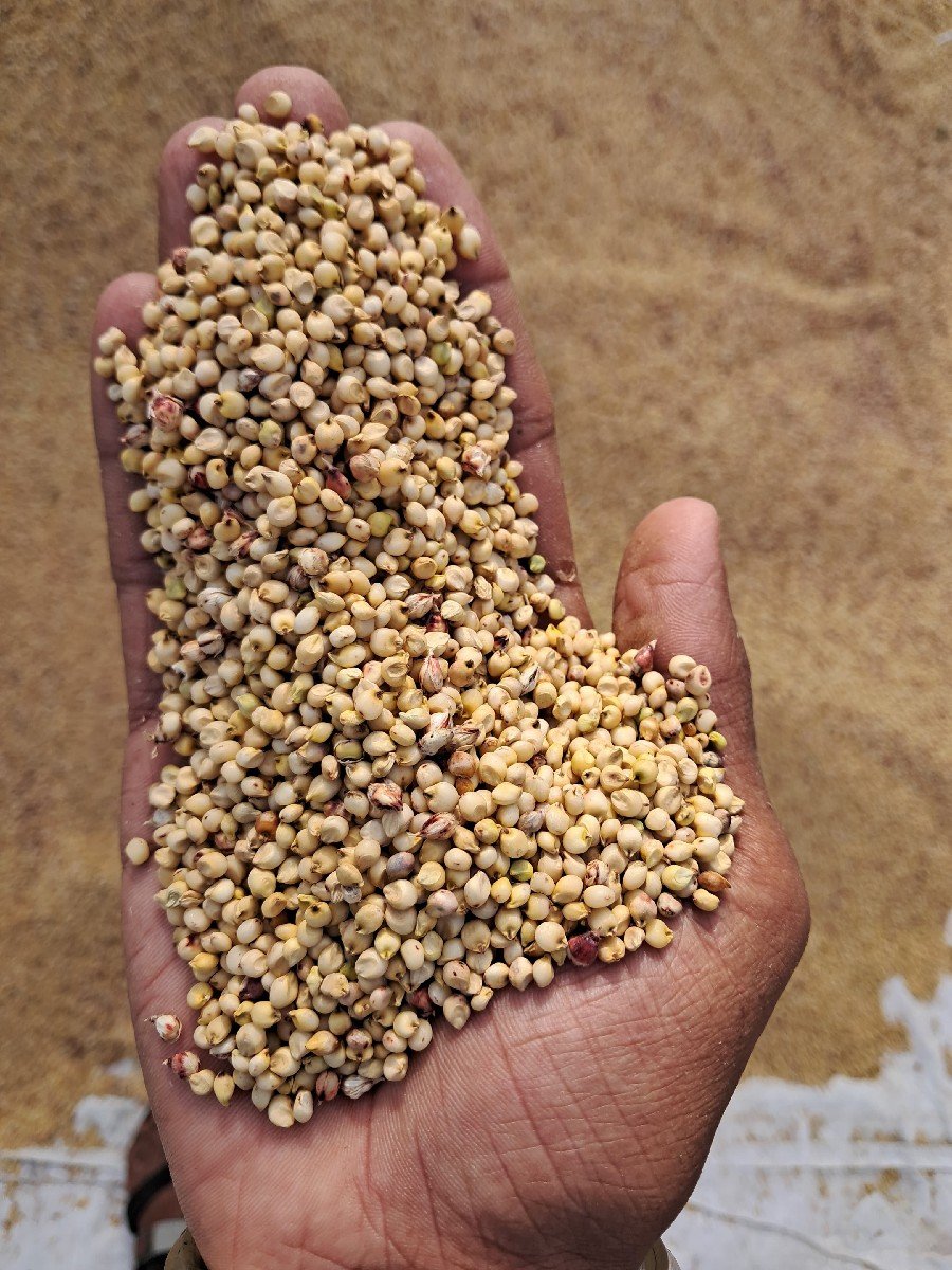 જુવાર