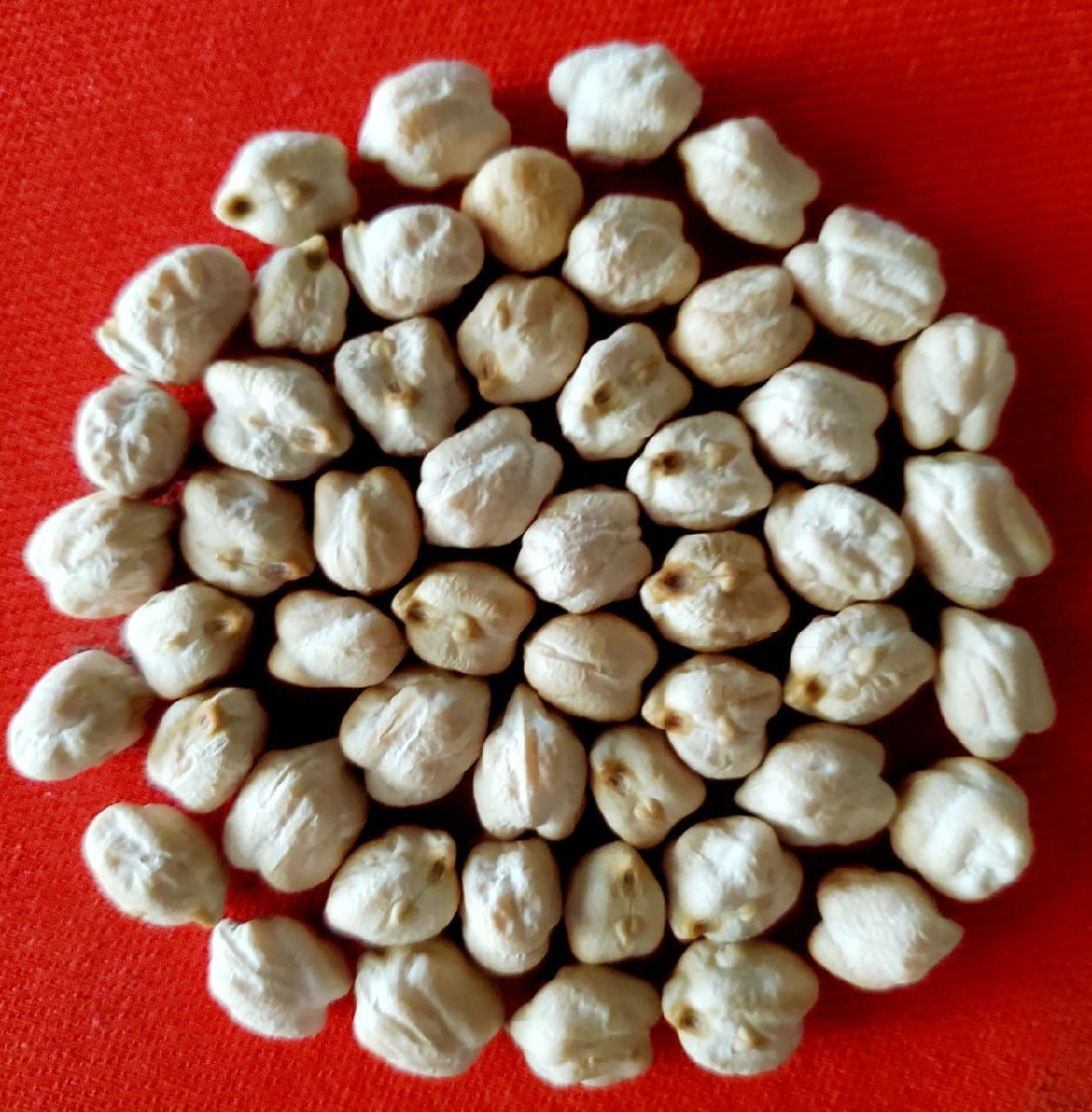 કબૂલી ચણા નુ બિયારણ