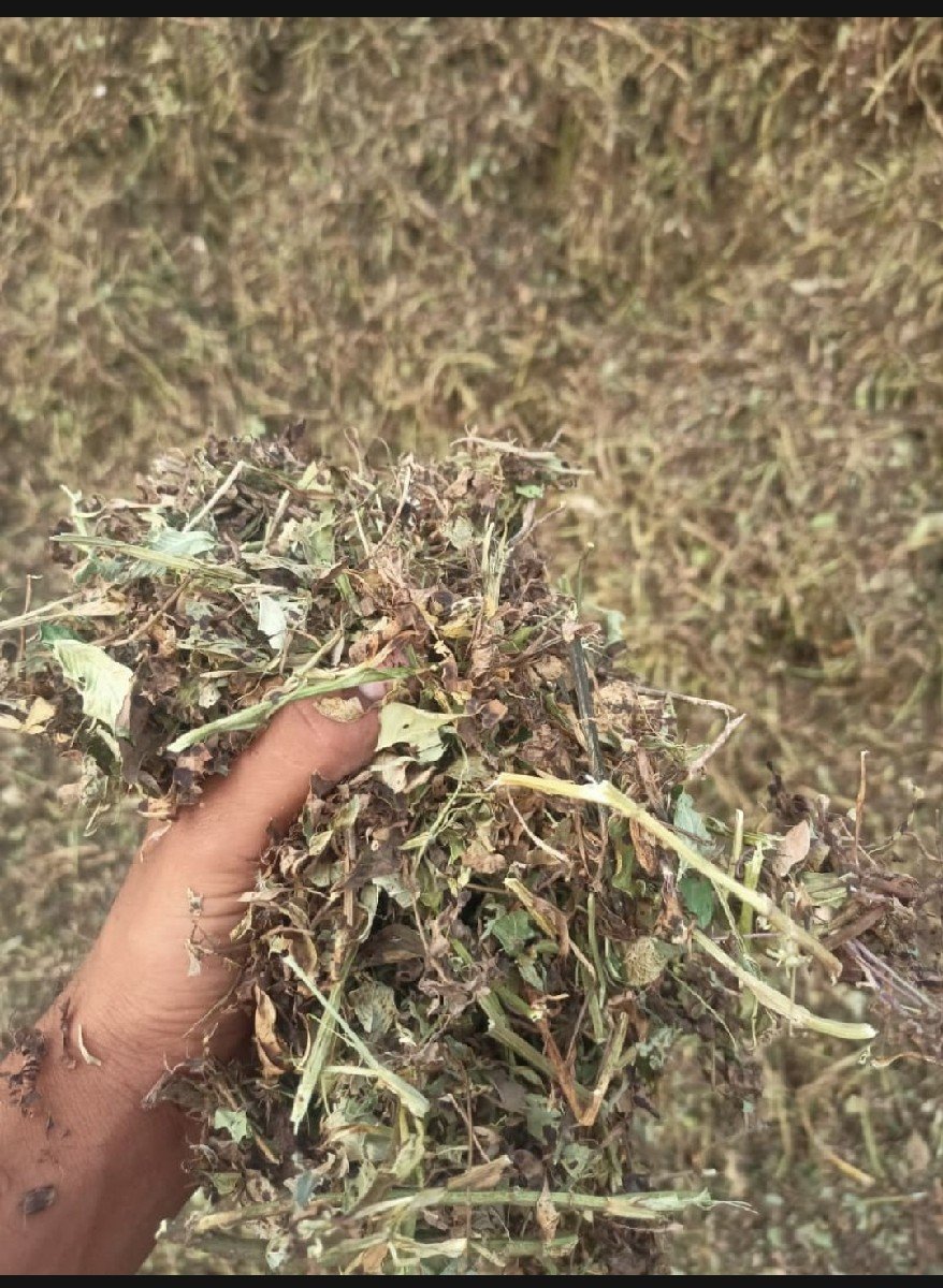 39 માંડવી નો કોરો ચારો વેચવાનો