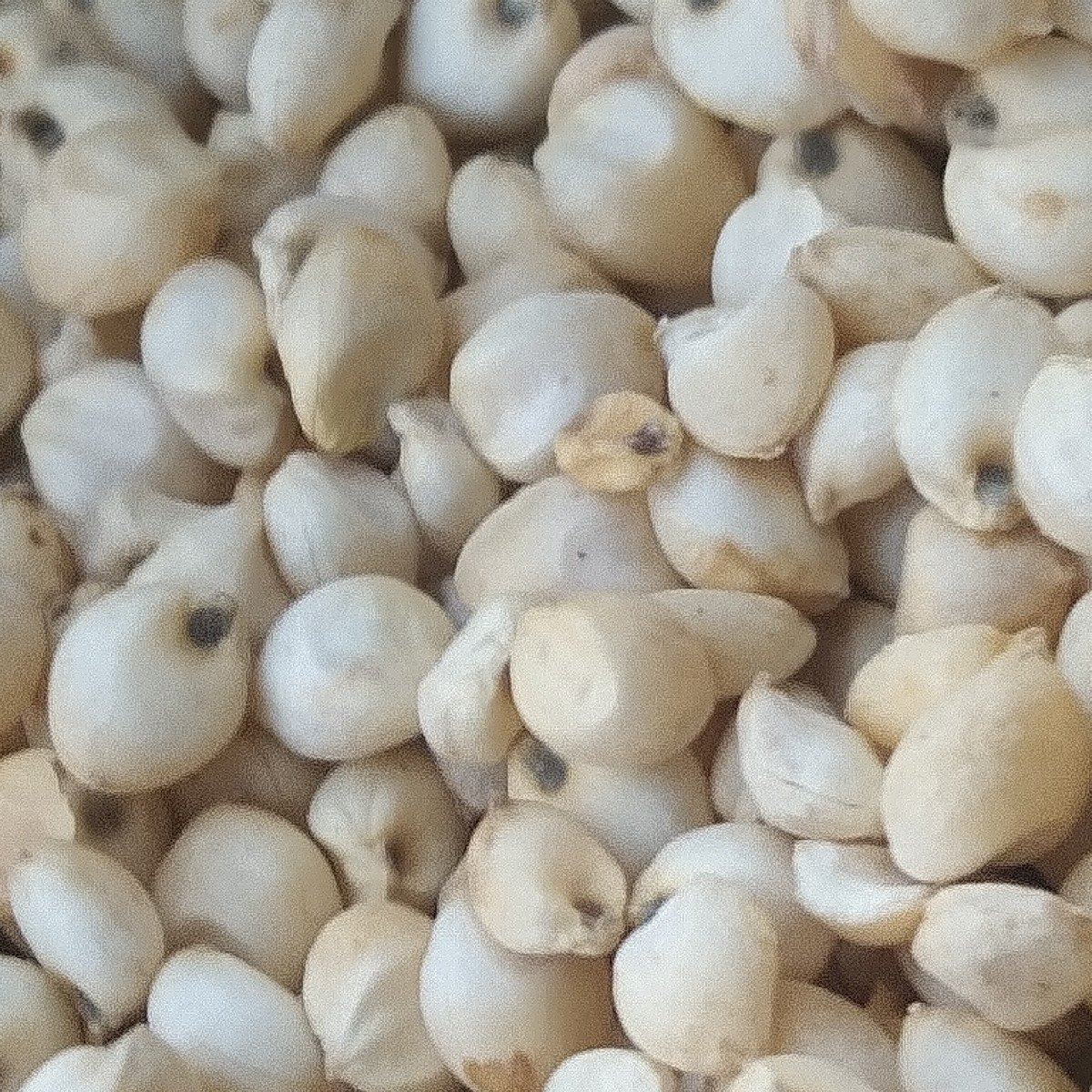 જુવાર નું બિયાયણ