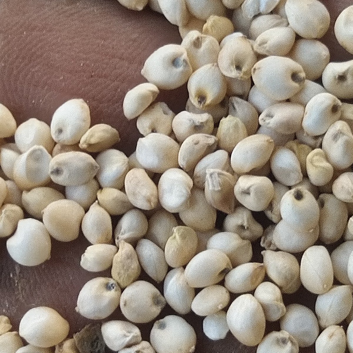 જુવાર નું બિયાયણ