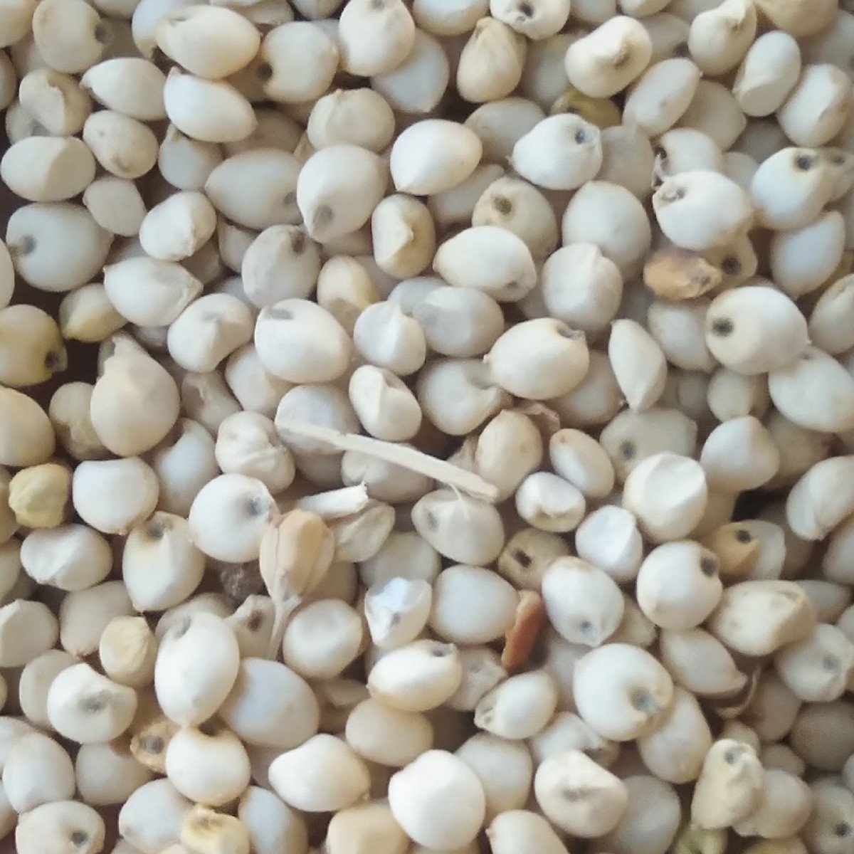 જુવાર નું બિયાયણ