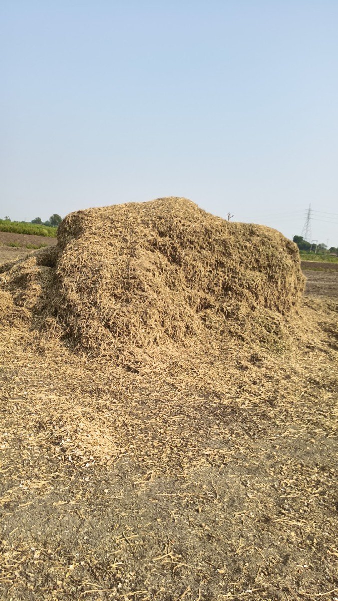 પાલો ( માંડવી નો ભૂકો)