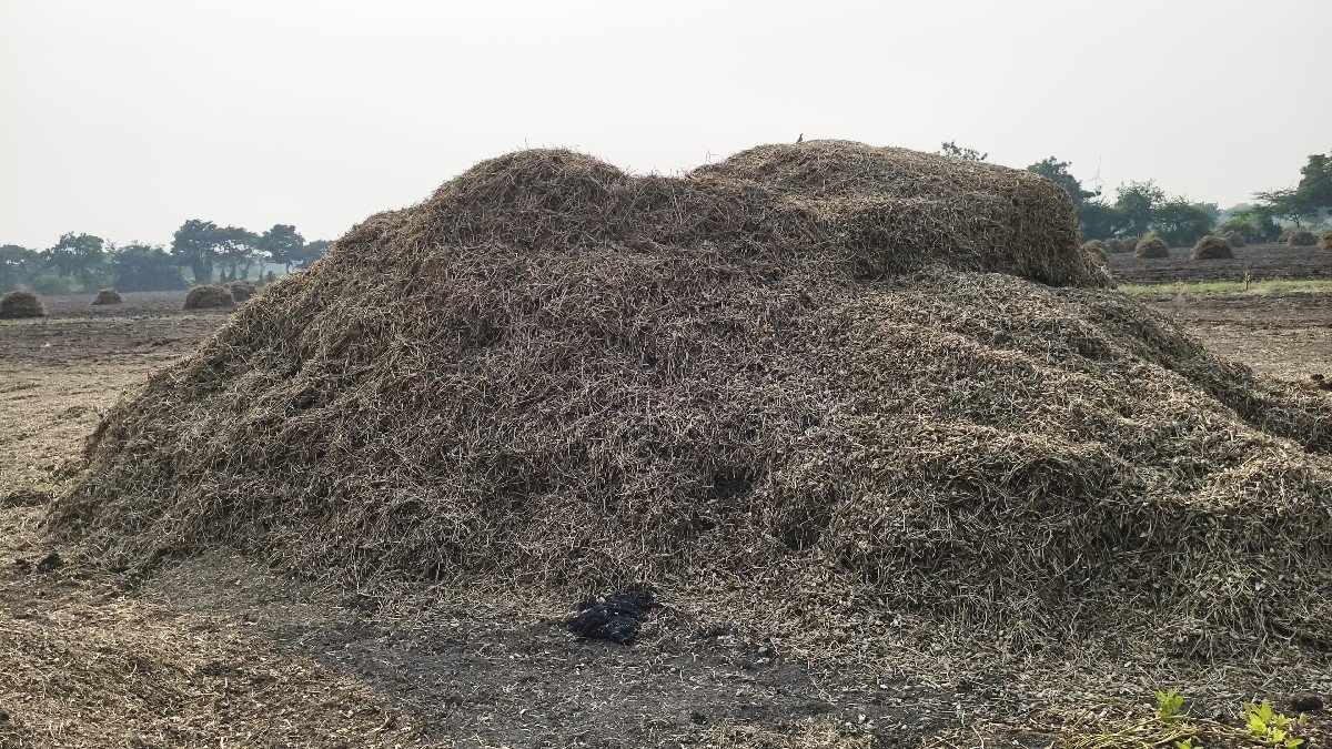 પાલો ( માંડવી નો ભૂકો)