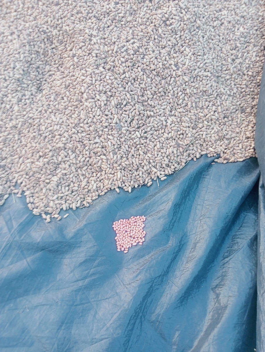 જી 22 મગફળી વેશવાનિ છે