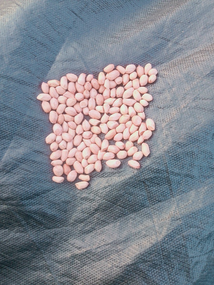 જી 22 મગફળી વેશવાનિ છે