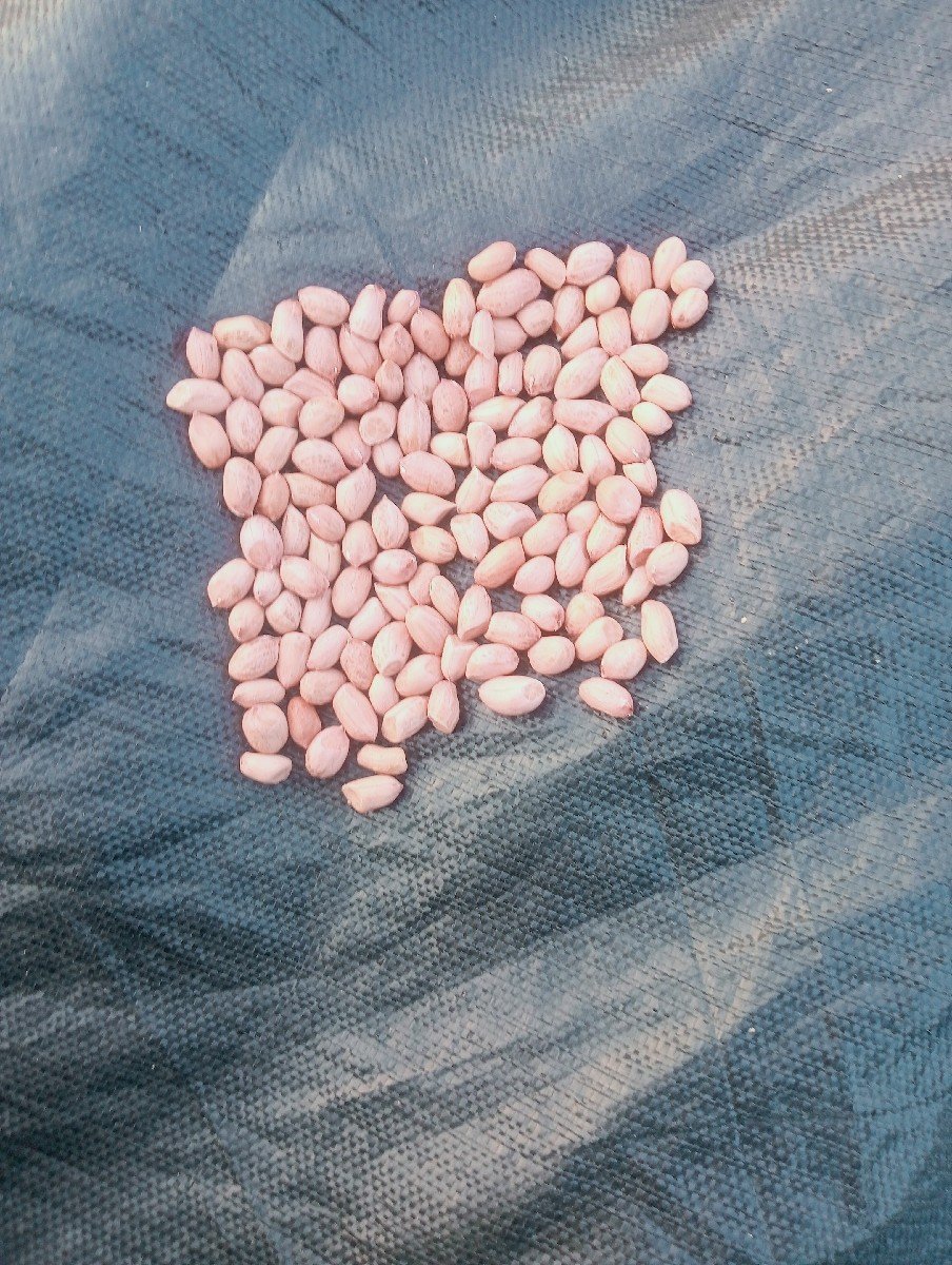 જી 22 મગફળી વેશવાનિ છે