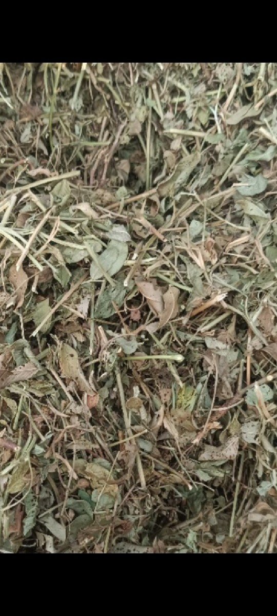 પાલો
