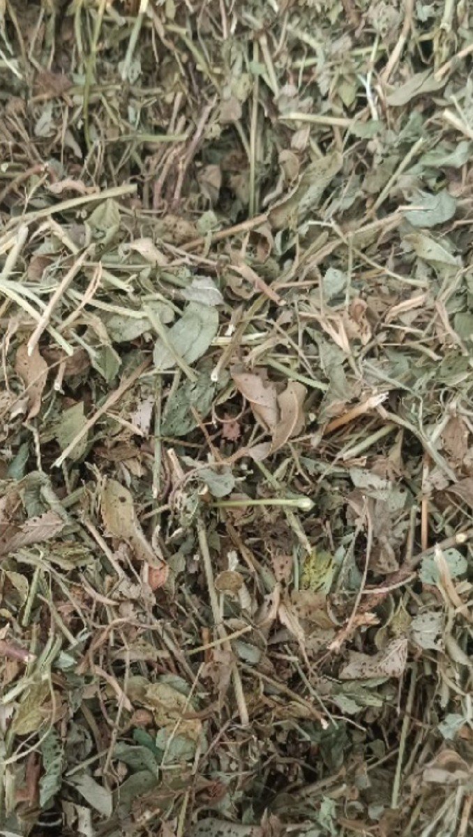 પાલો