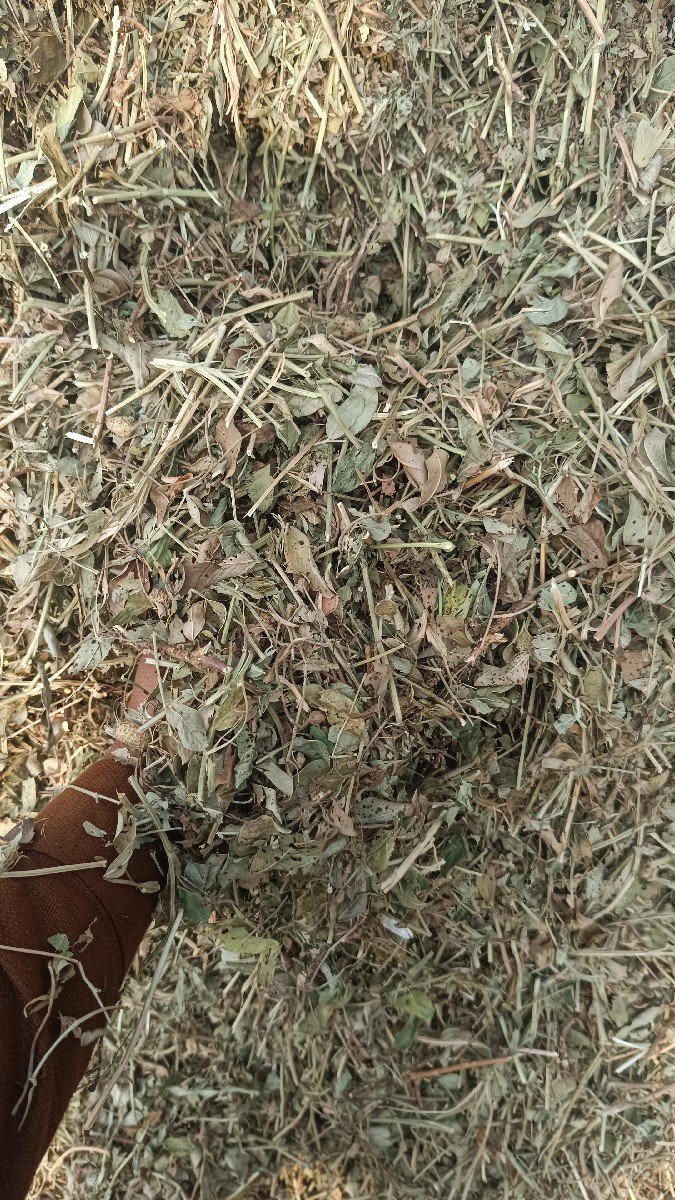 માંડવીનો ભૂકો