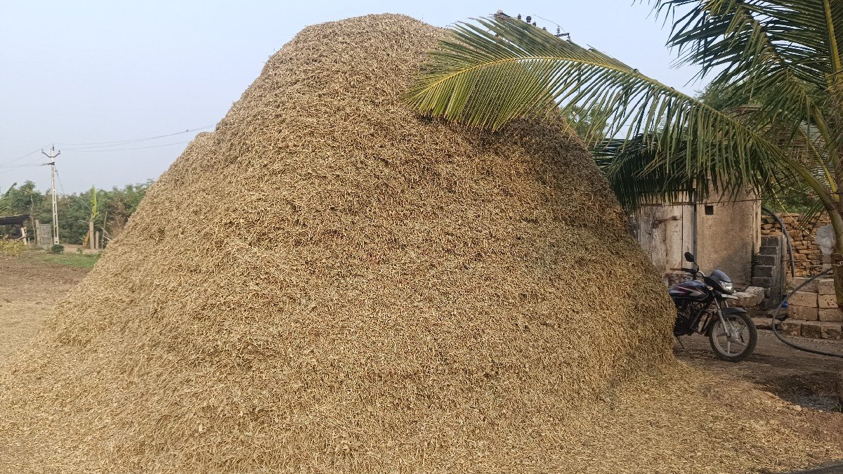 માંડવીનો ભૂકો