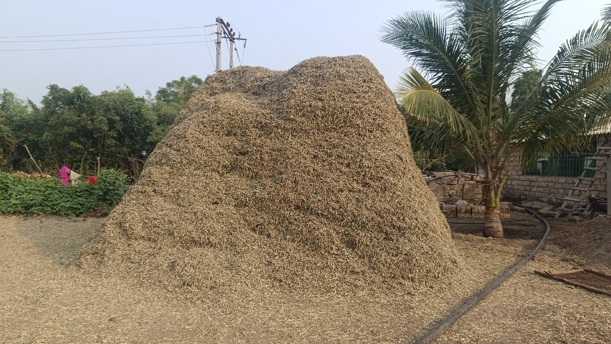માંડવીનો ભૂકો
