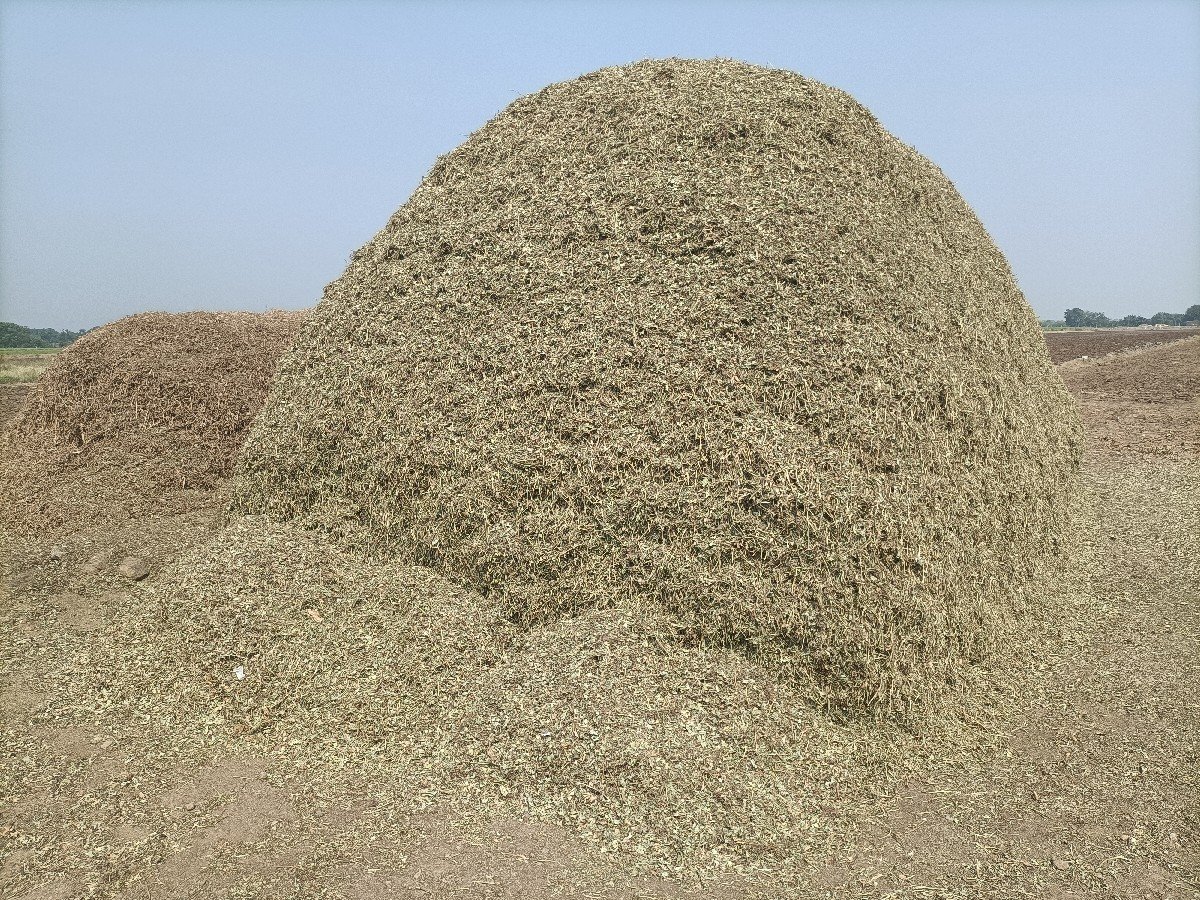 જી વીસ ચારો 10 વીઘાનો વેચવાનો