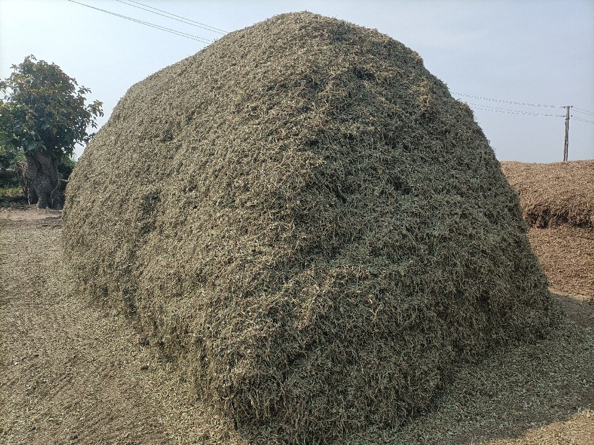 જી વીસ ચારો 10 વીઘાનો વેચવાનો