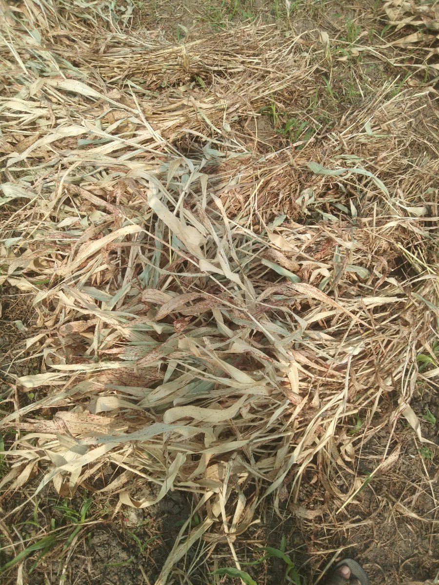 જવારની નીણ વેચવાની છે