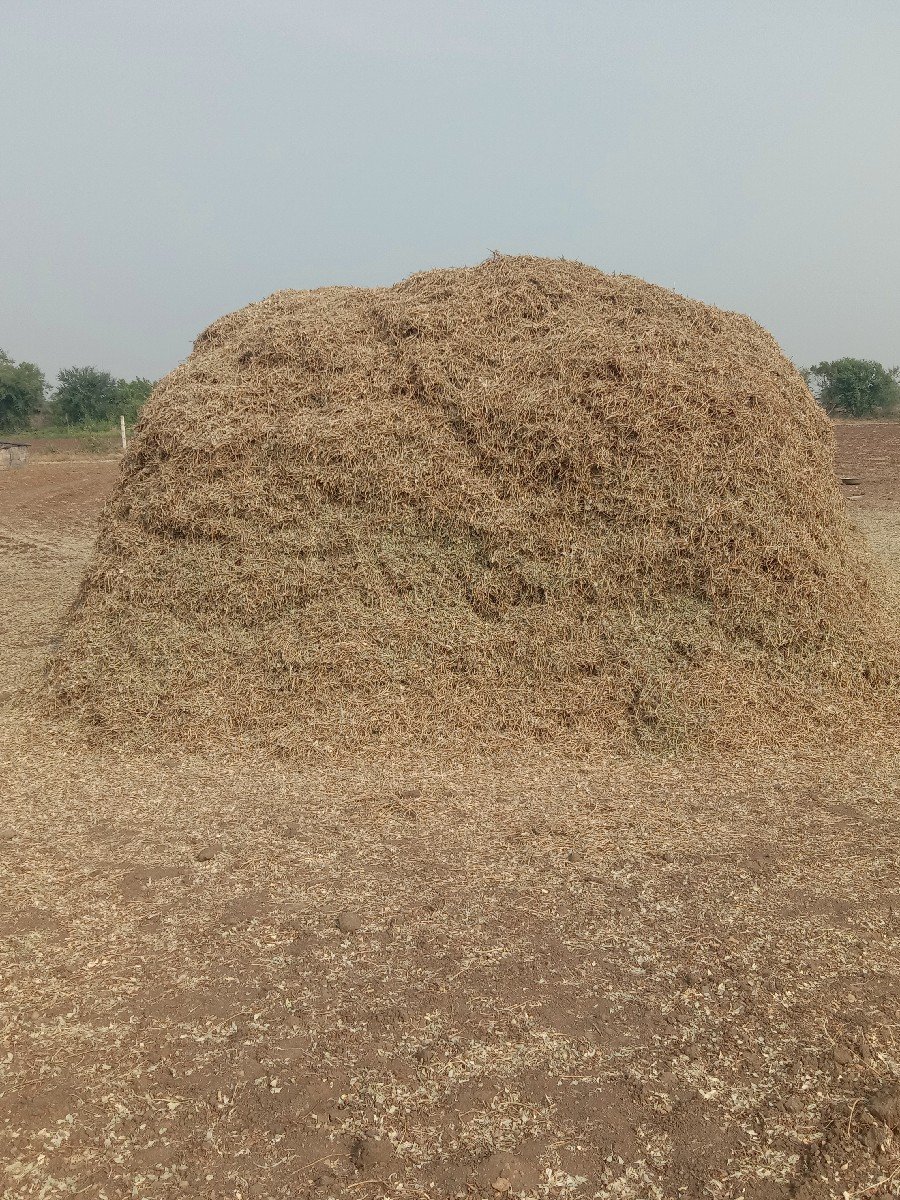 માંડવીયુ