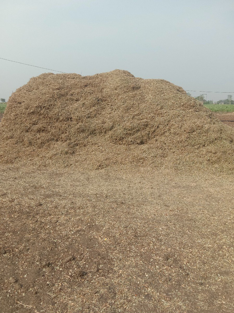 માંડવીયુ