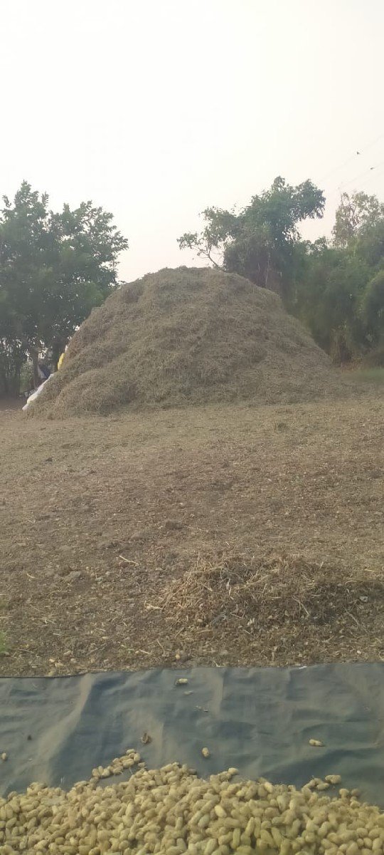 mandvino bhuko  g 20 
5 vigha