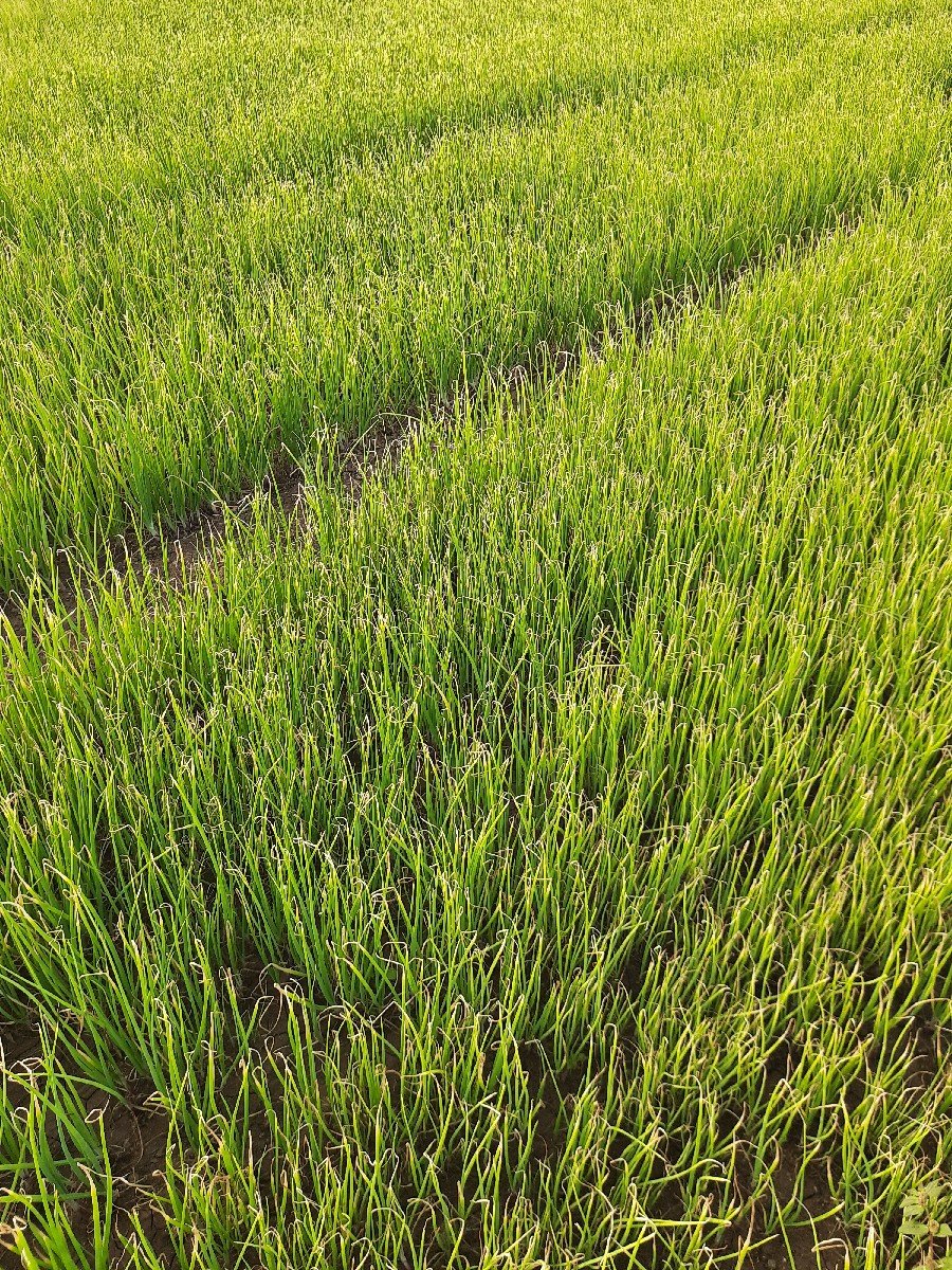 ડૂંગળી નો રોપ વેચવા નો છે