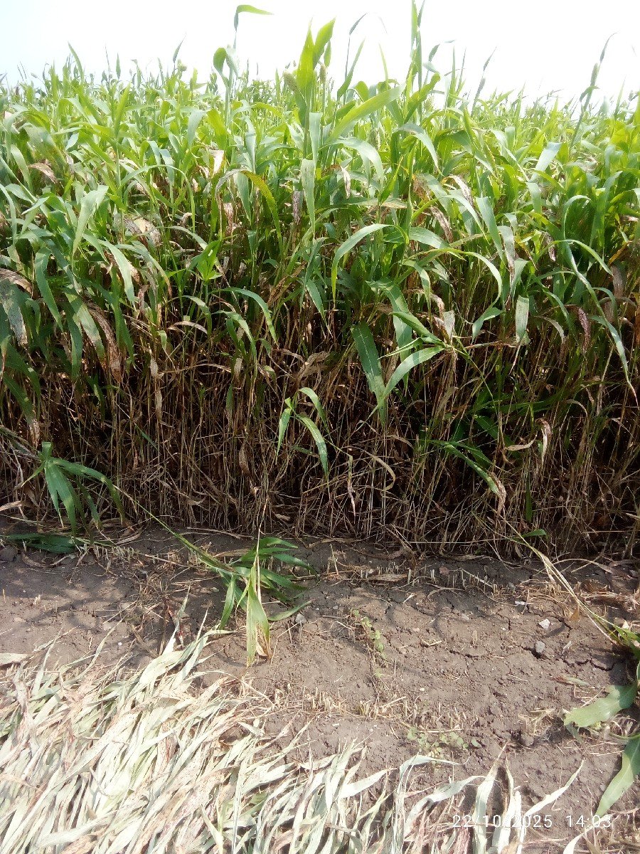 મેહુલ ભેટારીયા
