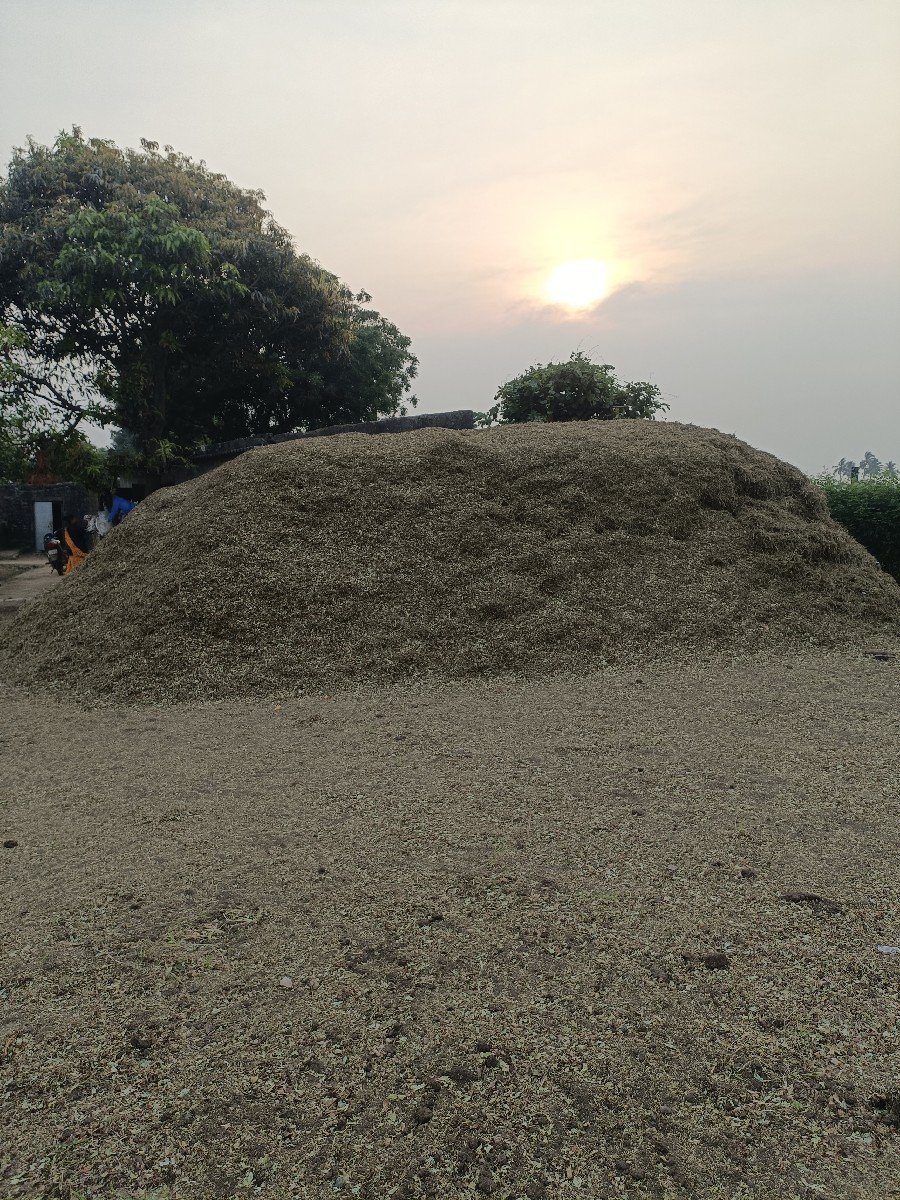 માંડવી નો ચારો વેચવાનો છે