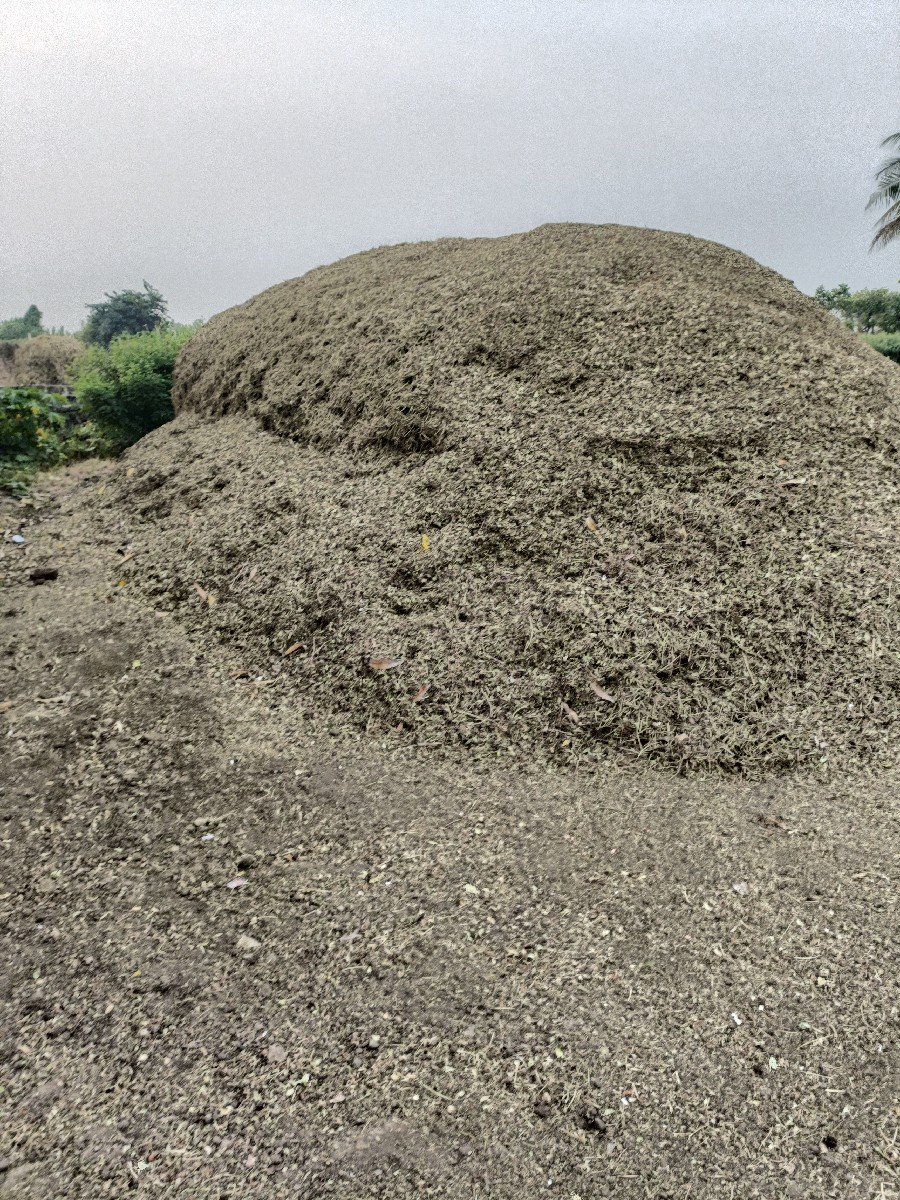માંડવી નો ચારો વેચવાનો છે