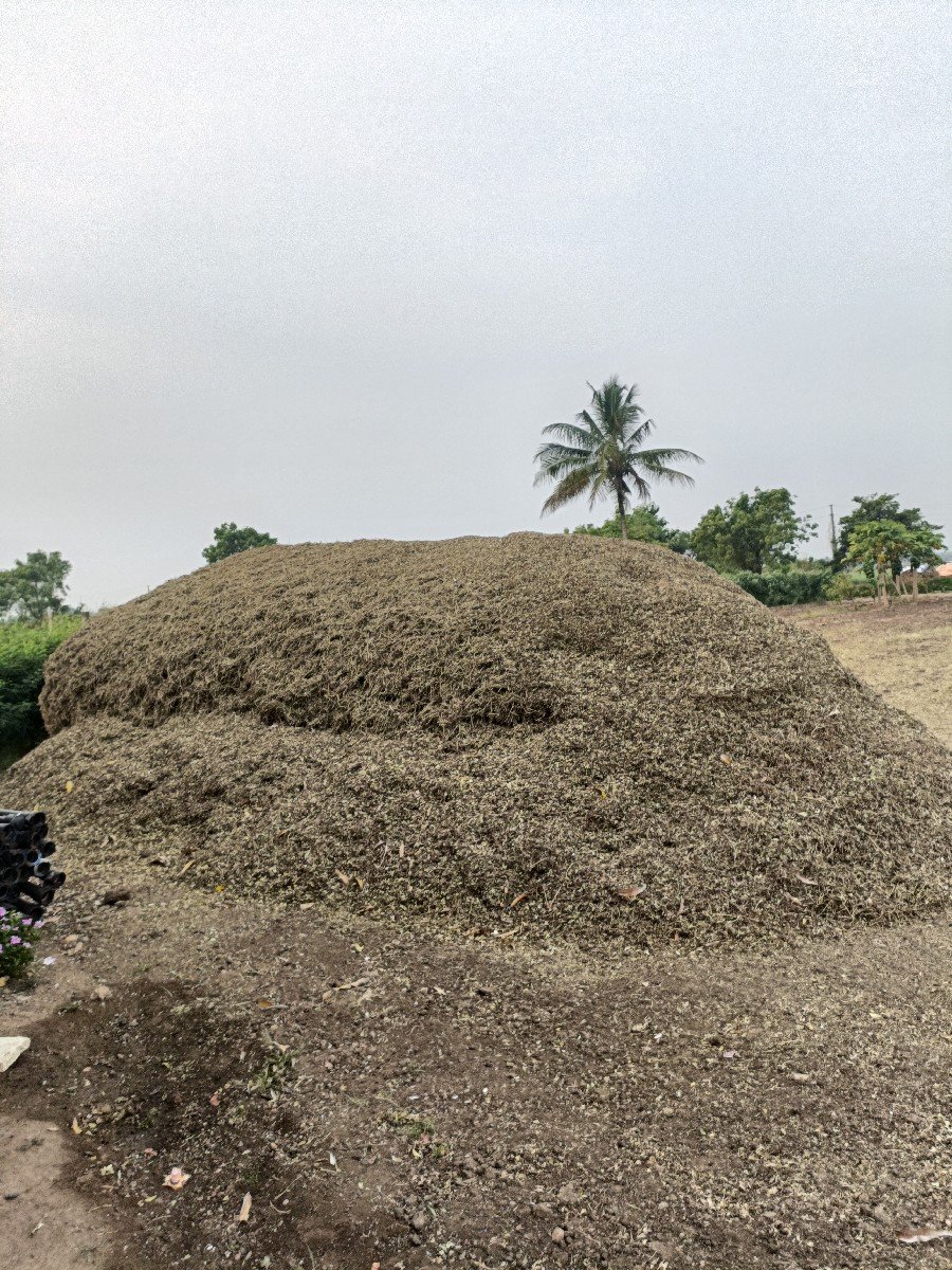 માંડવી નો ચારો વેચવાનો છે